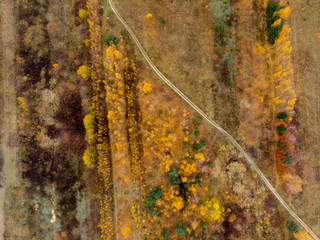 yellow autumn leaves