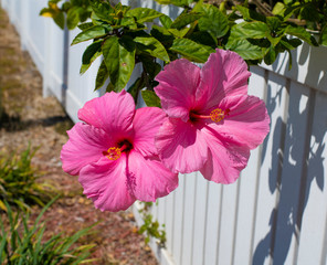 Pink Hibiscus Flower CloseUP
