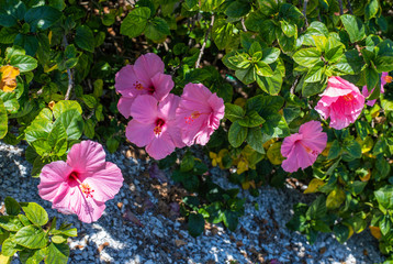 Pink Hibiscus Flower CloseUP