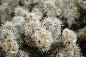 Photographs of Cholla Cactus in Joshua Tree National Park