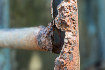 Rost