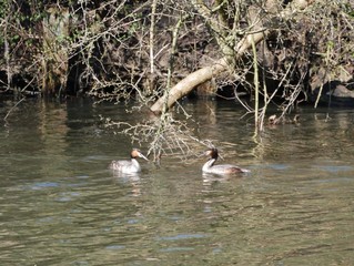 Haubentaucher schwimmen im Kanal