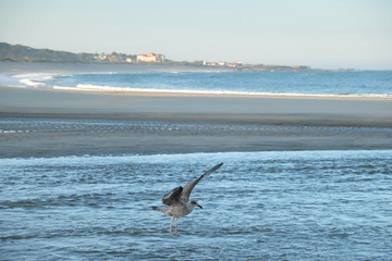 Gaviotas en la playa de la localidad portuguesa de Vila Praia de Âncora, en el Camino de Santiago Portugués de la Costa.