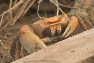 Crabe