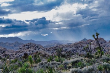 Spectacular landscape views in Joshua National Park