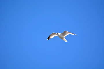 Fototapeta na wymiar A seagull flying in blue sky. 