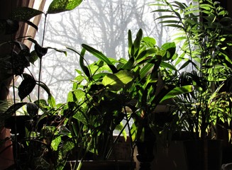 Obraz premium Silhouettes of green houseplants in front of a window with the sun shining on their leaves 