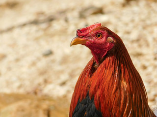 Gallo pelea