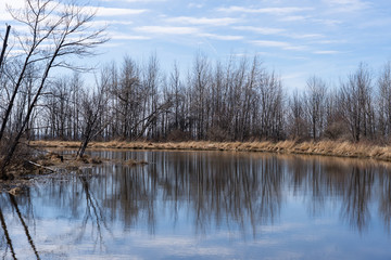 Trees reflected in pond