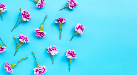 Carnation flower on blue background.