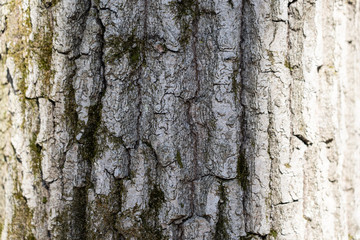 Tree Bark