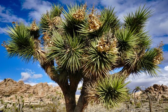 Photographs of Joshua Tree with different backdrops