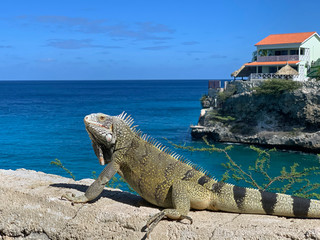 Iguana on Curacao with sea in the background - obrazy, fototapety, plakaty