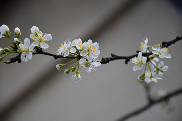 Lots of white buds and flowers on the young cherry branch. Blurred background