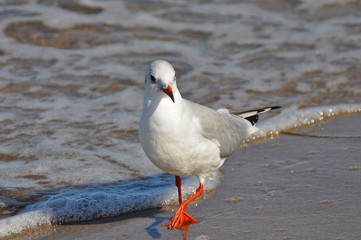 A seagull walking on the beach of Warnemünde, Rostock, at the Baltic sea, Germany 
