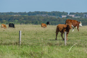 Naklejka na ściany i meble Cows on the Field