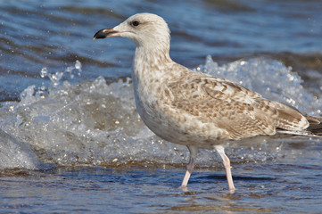 A seagull walking on the beach of Warnemünde, Rostock, at the Baltic sea, Germany 