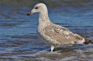 A seagull walking on the beach of Warnemünde, Rostock, at the Baltic sea, Germany 