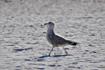 A seagull walking on the beach of Warnemünde, Rostock, at the Baltic sea, Germany 