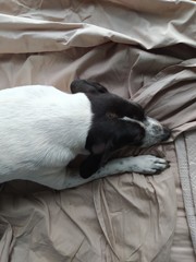 Cachorro descansando na cama