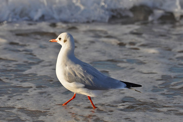 Naklejka premium A seagull walking on the beach of Warnemünde, Rostock, at the Baltic sea, Germany 