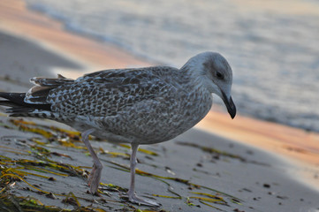 A seagull walking on the beach of Warnemünde, Rostock, at the Baltic sea, Germany 
