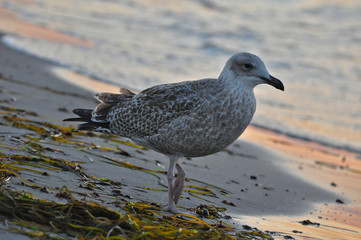 Fototapeta premium A seagull walking on the beach of Warnemünde, Rostock, at the Baltic sea, Germany 