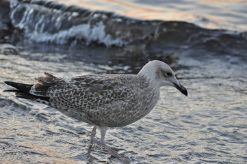 A seagull walking on the beach of Warnemünde, Rostock, at the Baltic sea, Germany 