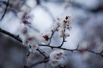 flowers of a tree in spring
