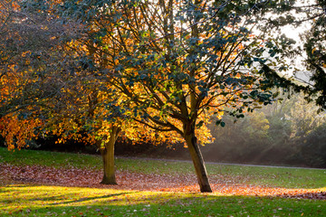 Park trees with rays of sun
