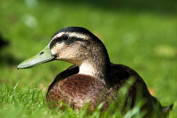 Wild Duck profile