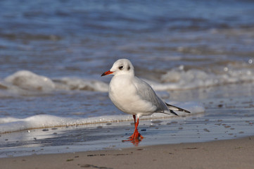 Fototapeta premium A seagull walking on the beach of Warnemünde, Rostock, at the Baltic sea, Germany 
