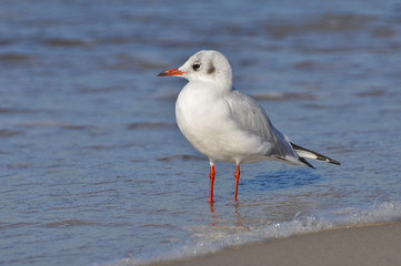 Naklejka premium A seagull walking on the beach of Warnemünde, Rostock, at the Baltic sea, Germany 