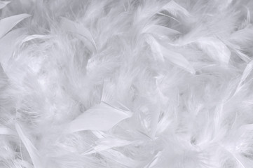 Texture white feathers bohemian boho style vintage color trends, chicken feather texture background