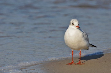 A seagull walking on the beach of Warnemünde, Rostock, at the Baltic sea, Germany 