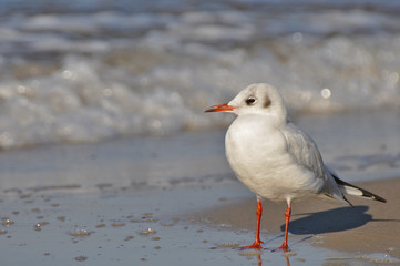 A seagull walking on the beach of Warnemünde, Rostock, at the Baltic sea, Germany 