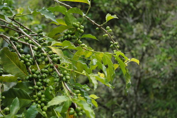 coffe plant