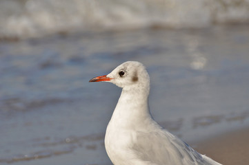 A seagull walking on the beach of Warnemünde, Rostock, at the Baltic sea, Germany 
