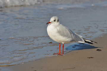 A seagull walking on the beach of Warnemünde, Rostock, at the Baltic sea, Germany 