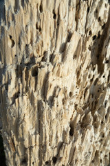 Obraz premium Graphic textures of stone, sand, coral, and wood