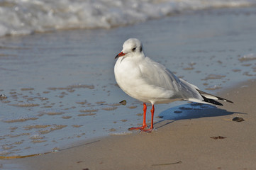 A seagull walking on the beach of Warnemünde, Rostock, at the Baltic sea, Germany 