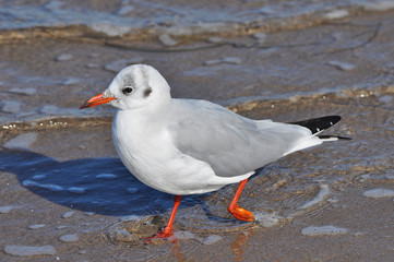 A seagull walking on the beach of Warnemünde, Rostock, at the Baltic sea, Germany 