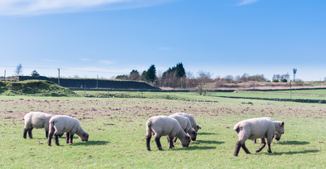 Naklejka na ściany i meble herd of sheep in a field