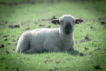 Obraz premium sheep in a field