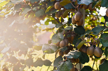 Kiwi on a kiwi tree plantation with with huge clusters of fruits. Garden with trees and organic fruits. Solar light and leaf movement. Soft focus, sun glare in the frame. close-up