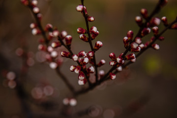 Spring, a sprig of flowering apricots.