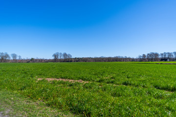 Fototapeta na wymiar a wide shot of fields during a bright cloudless day