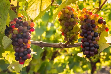 Wall murals Vineyard bunches of backlit Pinot Noir grapes ripening in organic vineyard