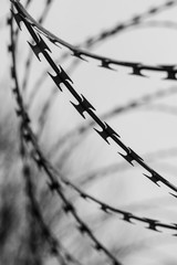 Monochrome photo of detail of barbed wire. Steel border. Prison, military or quarantine concept