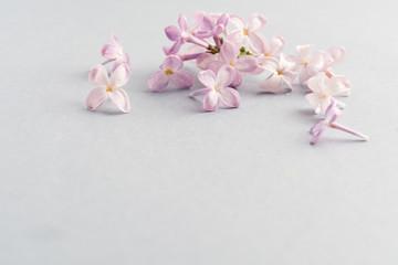 Fototapeta na wymiar Beautiful spring natural lilac grey background. Selective focus